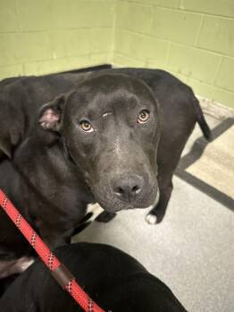 Pit Bull Terrier Dogs Available for Adoption in Indianapolis, Indiana - JOEY | PetCurious