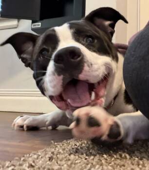 American Staffordshire Terrier Dogs Available for Adoption - Rei | PetCurious