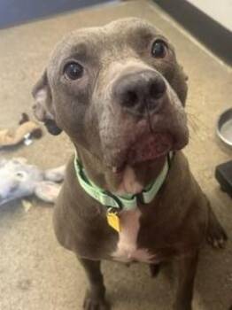 Delaney -  Pit Bull Terrier Dog for Adoption in Cleveland, Ohio - Delaney | PetCurious