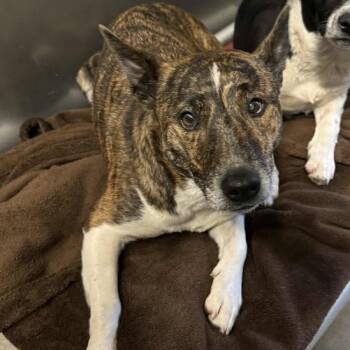 Rescue Cattle Dog Dogs for Adoption in Anderson, California - Poppy | PetCurious