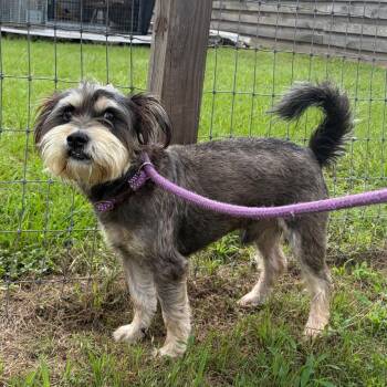 Reginald Rex -  Miniature Schnauzer and Mixed Breed Dog Available for Adoption in Houston, Texas - Reginald Rex | PetCurious