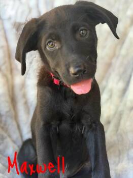 Maxwell -  Labrador Retriever and German Shepherd Dog Dog for Adoption in Pleasant Hill, California - Maxwell | PetCurious
