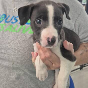 Star -  Mixed Breed Dog for Adoption in Houston, Texas - Star | PetCurious