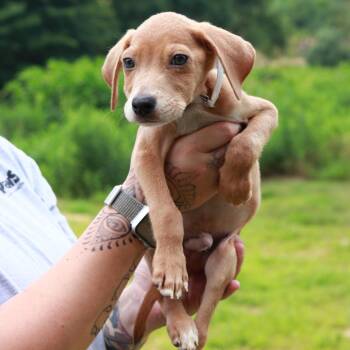 CT Atlas -  Labrador Retriever and Mixed Breed Dog for Adoption in Stormville, New York - CT Atlas | PetCurious