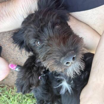 Marley -  Schnoodle Dog for Adoption in St. George, Utah - Marley | PetCurious
