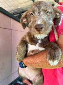 Corbel -  Wirehaired Pointing Griffon and Poodle Dog for Adoption in Ramona, California - Corbel | PetCurious