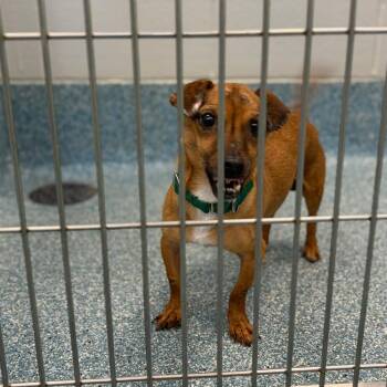 Krusty Krab -  Chihuahua and Jack Russell Terrier Dog for Adoption in Greensboro, North Carolina - Krusty Krab | PetCurious