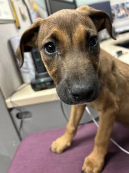 Splenda -  German Shepherd Dog Dog for Adoption in Victorville, California - Splenda | PetCurious