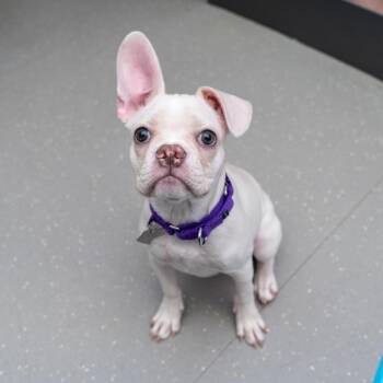 Silky -  French Bulldog and Boston Terrier Dog Available for Adoption in New York, New York - Silky | PetCurious