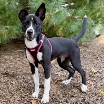 Daisy -  Pit Bull Terrier and Mixed Breed Dog for Adoption in East Hampton, New York - Daisy | PetCurious
