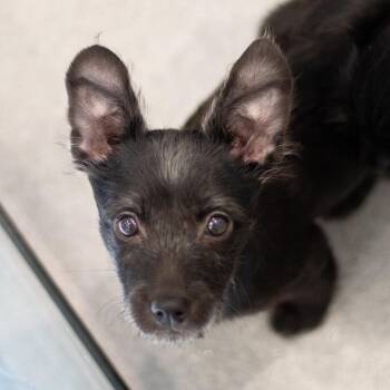 Margo 22422 -  Terrier and Mixed Breed Dog for Adoption in Cumming, Georgia - Margo 22422 | PetCurious