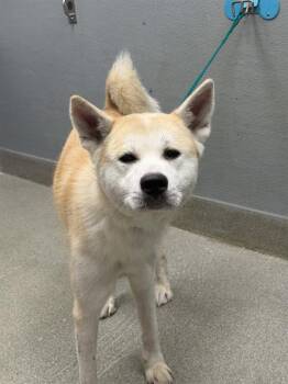 PENELOPE ROSE -  Akita and German Shepherd Dog Dog for Adoption in Las Vegas, Nevada - PENELOPE ROSE | PetCurious