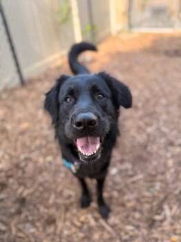 Bruff -  Mixed Breed Dog for Adoption in Cincinnati, Ohio - Bruff | PetCurious