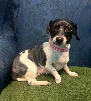 Sally -  Chihuahua Dog for Adoption in Walker, Louisiana - Sally | PetCurious
