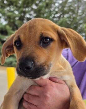 Lohfarben -  Australian Cattle Dog Blue Heeler and Labrador Retriever Dog for Adoption in Fort Lupton, Colorado - Lohfarben | PetCurious