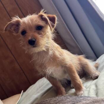 Mr. Cutie Pie Philip -  Yorkshire Terrier Dog for Adoption in Ridgefield, Washington - Mr. Cutie Pie Philip | PetCurious