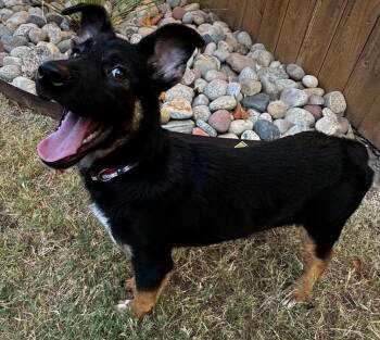 Rescue German Shepherd Dog and Mixed Breed Dogs for Adoption in Georgetown, Texas - Puka | PetCurious