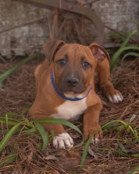 Boxer and Terrier Dogs Available for Adoption in Southaven, Mississippi - HOUSTON | PetCurious