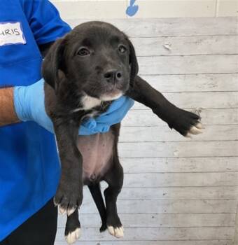 Rescue Labrador Retriever Dogs for Adoption in San Bernardino, California - JAZ | PetCurious