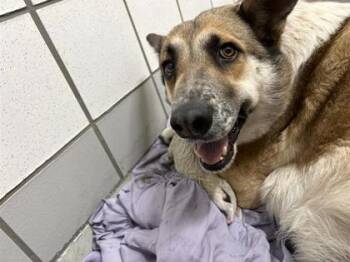 German Shepherd Dog and Mixed Breed Dogs Available for Adoption - 60543478 | PetCurious