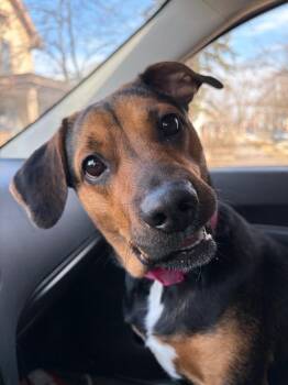 Hound Dogs Available for Adoption in Huntington, Indiana - Raya | PetCurious