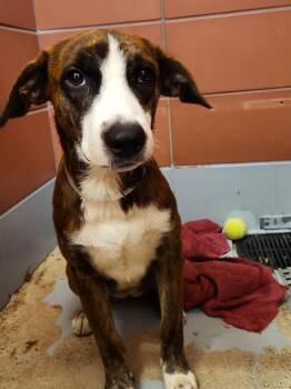 ASH -  Staffordshire Bull Terrier and Mixed Breed Dog for Adoption in Houston, Texas - ASH | PetCurious