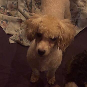 Rescue Maltese and Poodle Dogs for Adoption in St. Peters, Missouri - Lady Loudmouth | PetCurious