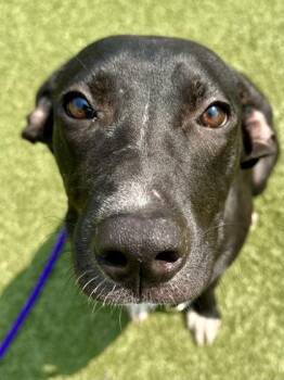 Dolly -  Mixed Breed Dog for Adoption in Wichita, Kansas - Dolly | PetCurious