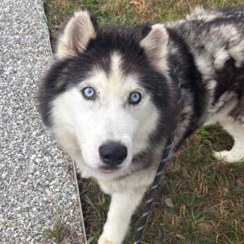 BLAZE -  Siberian Husky Dog for Adoption in Indianapolis, Indiana - BLAZE | PetCurious