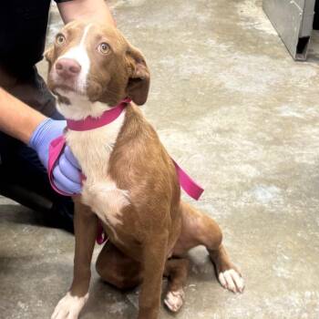 Kat -  Terrier and Mixed Breed Dog for Adoption in Clanton, Alabama - Kat | PetCurious