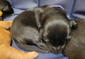Burger -  Flat Coated Retriever Dog for Adoption in Kennewick, Washington - Burger | PetCurious