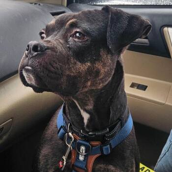 Boxer and Pit Bull Terrier Dogs Available for Adoption in York, Pennsylvania - Justice | PetCurious