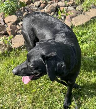 Monkey -  Black Labrador Retriever Dog for Adoption in Glenwood City, Wisconsin - Monkey | PetCurious