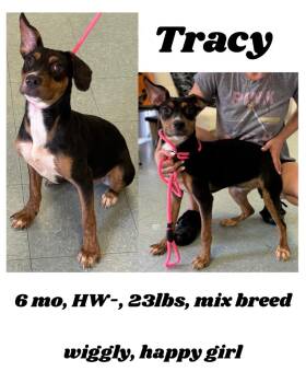 Rescue Mixed Breed Dogs for Adoption in Albany, Georgia - Tracy | PetCurious