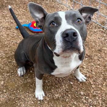 Miss Piggy KCAC -  American Staffordshire Terrier Dog for Adoption in Kerrville, Texas - Miss Piggy KCAC | PetCurious