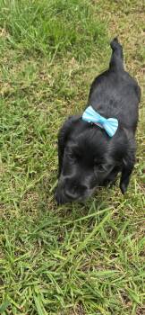 Spanky -  Dachshund Dog for Sale in Washington, Georgia - Spanky | PetCurious