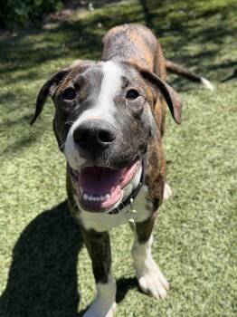 Hound and Pit Bull Terrier Dogs Available for Adoption - JOey | PetCurious