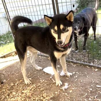 Rescue Husky Dogs for Adoption in Rossville, Georgia - Chalupa | PetCurious