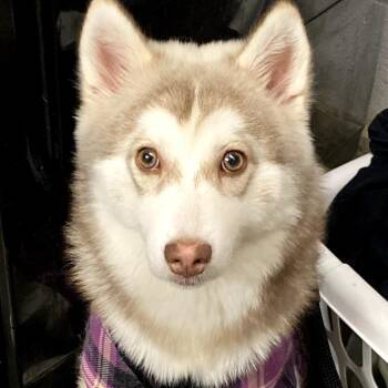 Pomeranian and Husky Dogs Available for Adoption - Zander | PetCurious