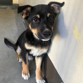 IVHS-Stray-140933 -  Shepherd and Cattle Dog Dog for Adoption in San Gabriel, California - IVHS-Stray-140933 | PetCurious