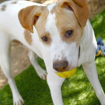 Boone -  Labrador Retriever and Mixed Breed Dog for Adoption in Hopkinton, Massachusetts - Boone | PetCurious