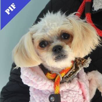 Rescue Mixed Breed Dogs for Adoption in Elk Grove Village, Illinois - Lexie | PetCurious