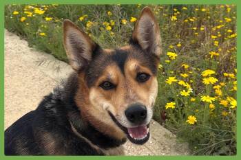 German Shepherd Dog and Siberian Husky Dogs Available for Adoption - Tori | PetCurious
