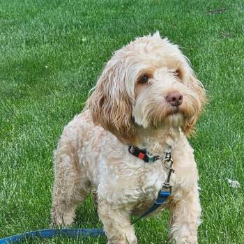 Miniature Poodle Dogs Available for Adoption in Cedar Rapids, Iowa - Romeo | PetCurious