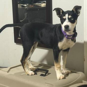 Sierra -  Mixed Breed Dog for Adoption in Fredericksburg, Virginia - Sierra | PetCurious