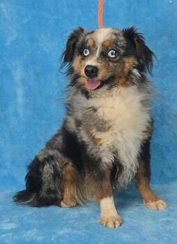 Australian Shepherd Dogs Available for Adoption - Romeo | PetCurious