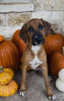 Rescue Hound Dogs for Adoption in Seguin, Texas - Muffin | PetCurious