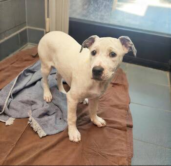 Milk -  Mixed Breed Dog for Adoption in Nashville, Tennessee - Milk | PetCurious