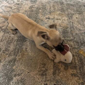 Pug and Chihuahua Dogs Available for Adoption in San Francisco, California - April | PetCurious