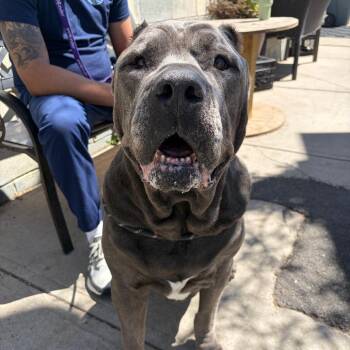 Cane Corso Dogs Available for Adoption in Newark, New Jersey - Fang | PetCurious